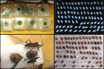 Leptoglossus-occidentalis-340